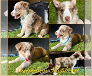 Australian Shepherd Puppy for Sale in NEWPORT BEACH, California USA