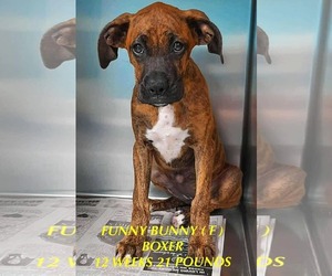 Boxer-Unknown Mix Dogs for adoption in pomfret, CT, USA