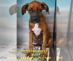 Small Boxer Mix