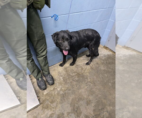 Medium Photo #2 Rottweiler-Siberian Husky Mix Puppy For Sale in Evansville, IN, USA