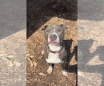 Small #6 Mutt