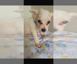 Chihuahua-Unknown Mix Dogs for adoption in Virginia Beach, VA, USA