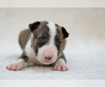 Small #6 Miniature Bull Terrier