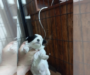 Shih Tzu Puppy for sale in STATESBORO, GA, USA