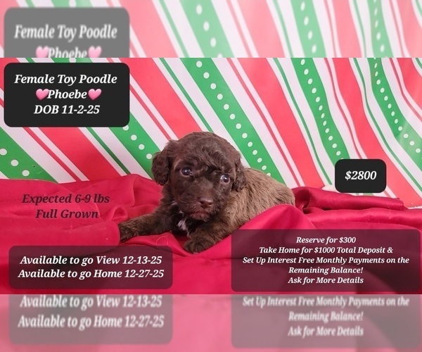 Medium Photo #1 Poodle (Toy) Puppy For Sale in TUCSON, AZ, USA