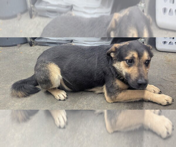 Medium Photo #4 Mutt Puppy For Sale in Evansville, IN, USA