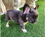 Small Photo #17 French Bulldog Puppy For Sale in LAS VEGAS, NV, USA