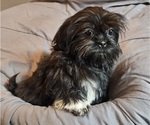 Small #2 Shih Tzu