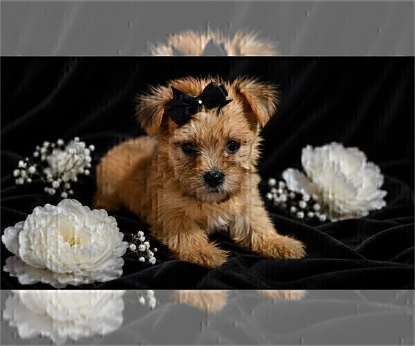 Medium Photo #3 Yorkshire Terrier Puppy For Sale in NAPLES, FL, USA