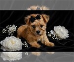 Small #2 Yorkshire Terrier
