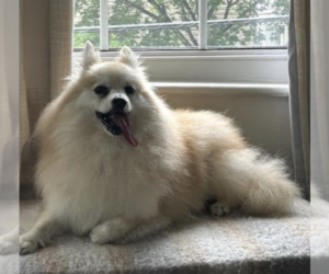 Pomeranian-Unknown Mix Dogs for adoption in Brooklyn, NY, USA