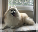 Small Pomeranian Mix