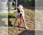 Small #21 Boxer Mix