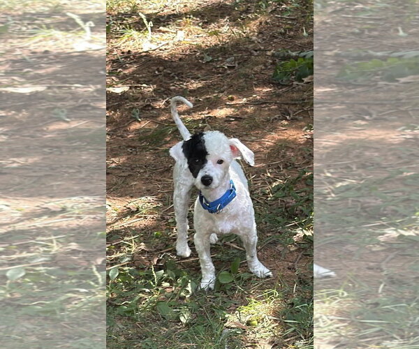 Medium Photo #1 Mutt Puppy For Sale in Forest, VA, USA