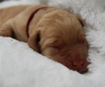 Small Photo #17 Labrador Retriever Puppy For Sale in HYDE PARK, VT, USA