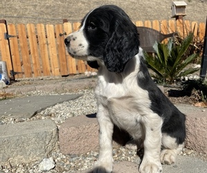 English Springer Spaniel Puppy for sale in GORMAN, CA, USA