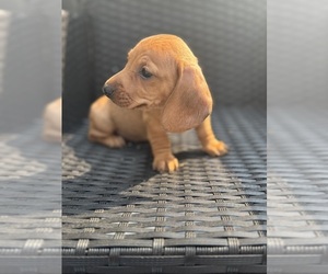 Dachshund Puppy for Sale in UPPER MARLBORO, Maryland USA