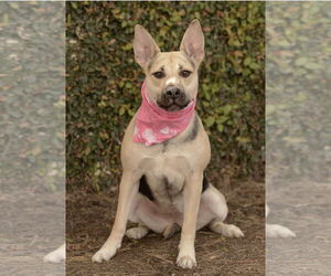 Labrador Retriever-Unknown Mix Dogs for adoption in Dana Point, CA, USA