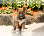 Small #1 Shiba Inu