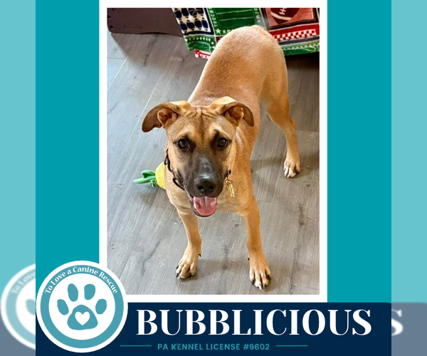 Medium Photo #1 Mutt Puppy For Sale in Kimberton, PA, USA