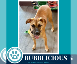 Mutt Dogs for adoption in Kimberton, PA, USA