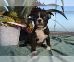 Puppy Odin Boston Terrier