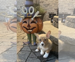 Pembroke Welsh Corgi Puppy for sale in GUTHRIE, KY, USA