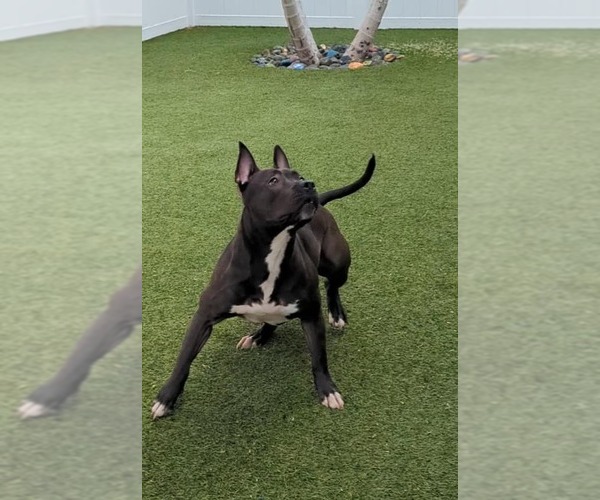 Medium Photo #19 Mutt Puppy For Sale in Pompano Beach , FL, USA