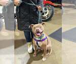 Small #6 American Staffordshire Terrier Mix