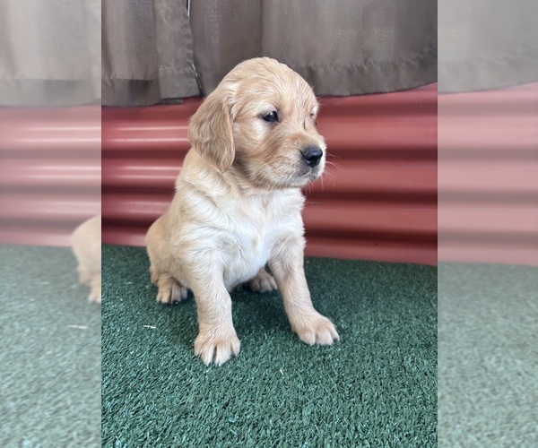 Medium Photo #1 English Cream Golden Retriever Puppy For Sale in CERES, CA, USA