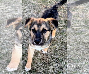 Leo - Male Mutt Dog for Adoption - Photo #5