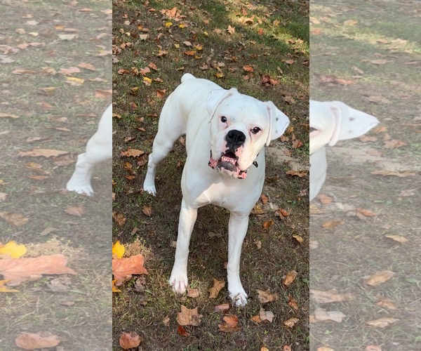 Medium Photo #1 Boxer Puppy For Sale in Burnsville, MN, USA