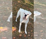 Small Boxer