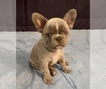 Small #1 French Bulldog