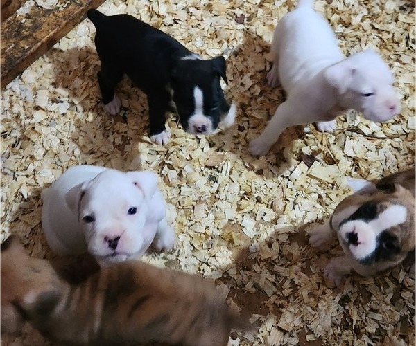 Medium Photo #10 Boxer Puppy For Sale in STAFFORD SPRINGS, CT, USA
