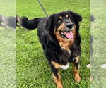 Small #2 Bernese Mountain Dog Mix