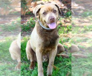 American Pit Bull Terrier-Labrador Retriever Mix Dogs for adoption in Evansville, IN, USA