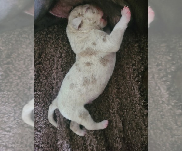 Medium Photo #1 American Bully Puppy For Sale in Peterborough, Ontario, Canada