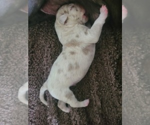American Bully Puppy for sale in Peterborough, Ontario, Canada
