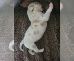 Small American Bully