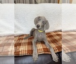 Small #6 Weimaraner