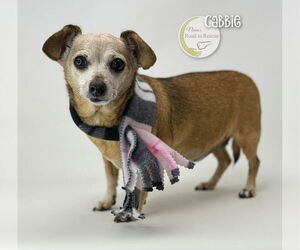 Chihuahua Dogs for adoption in Benton, LA, USA