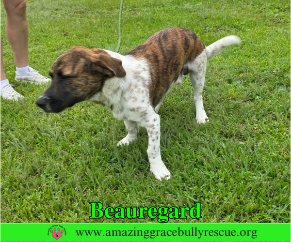 Medium Photo #4 Basset Hound-Unknown Mix Puppy For Sale in Milton, FL, USA