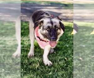 Macy (tripod) - Female Mutt Dog for Adoption - Photo #10