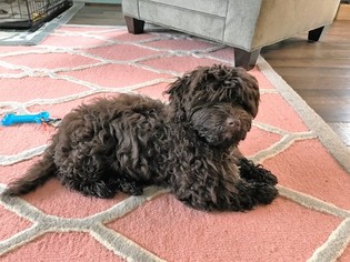 Havanese Puppy for sale in STREET, MD, USA