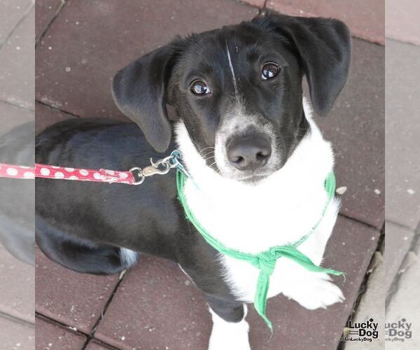 Medium Photo #7 Basset Hound-Unknown Mix Puppy For Sale in Washington, DC, USA