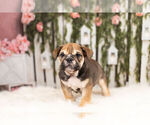 Small Photo #4 English Bulldog Puppy For Sale in WARSAW, IN, USA