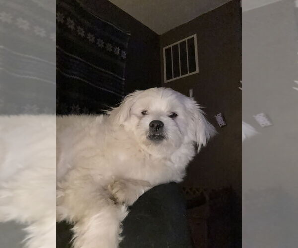 Medium Photo #1 Shiranian Puppy For Sale in Aurora, IN, USA