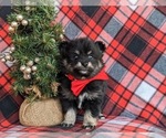 Small Photo #2 Pomeranian Puppy For Sale in LINCOLN UNIVERSITY, PA, USA
