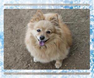 Pomeranian Dogs for adoption in Ojai, CA, USA